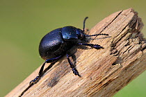 Lesser Bloody-nosed Beetle (Timarcha goettingensis) on a dead plant stem in a chalk grassland meadow, Wiltshire, UK, March.