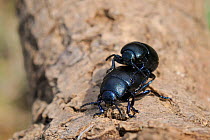 Lesser Bloody-nosed beetles (Timarcha goettigensis) mating, chalk grassland meadow, Wiltshire, UK, April.