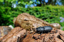 Wide angle view of a male Lesser Stag Beetle (Dorcus parallelipipedus) standing on a log pile, Hertfordshire garden, UK, August.