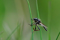 Male March fly (Bibio lanigerus) resting on grass stem in heathland, Sandy, Bedfordshire, UK, April.