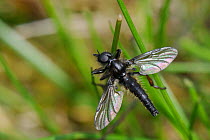 Male March fly (Bibio lanigerus) resting on grass stem in heathland, Sandy, Bedfordshire, UK, April.