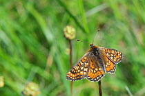 Marsh fritillary butterfly (Euphydryas aurinia) resting on dead plant stem in a chalk grassland meadow, Wiltshire, UK, May.