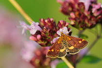 Mint moth (Pyrausta aurata) feeding on Wild marjoram flower (Origanum vulgare), chalk grassland meadow, Wiltshire, UK, July