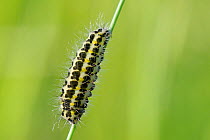 Larva of Narrow-bordered five-spot burnet moth (Zygaena lonicerae) with long black and white hairs preparing to pupate on a grass stem in a chalk grassland meadow, Wiltshire, UK, May.