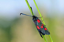 Narrow-bordered Five-spot burnet moth (Zygaena lonicerae) newly emerged, resting on grass stems in a chalk grassland meadow, Wiltshire, UK, May.