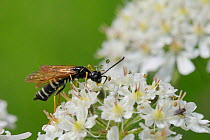 Stem sawfly (Hartigia xanthostoma), a nationally rare species in the UK, feeding on Common hogweed flowers (Heracleum sphondylium) in a chalk grassland meadow, Wiltshire, UK, June.