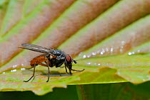 Root maggot fly (Pegomya sp.) drinking water from a leaf after rain, Wiltshire garden, UK, April.