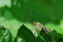 Male Scorpion Fly (Panorpa germanica) standing on a leaf in woodland undergrowth, Wiltshire, UK, May.