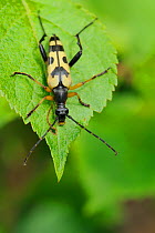 Spotted longhorn beetle (Rutpela maculata / Strangalia maculata) resting on a leaf in a woodland clearing, Wiltshire, UK, June.