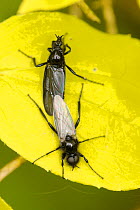 Sexually dimorphic St. Mark's fly / March fly (Bibio marci) pair mating; males have much larger eyes and clear wings, Wiltshire garden, UK, May.