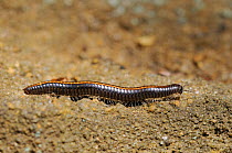 Striped millipede (Ommatoiulus sabulosus) crawling over sandstone rocks in an old quarry, Sandy, Bedfordshire, UK, May.