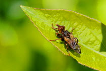 Thick-headed fly / Wasp fly / Conopid fly (Myopa sp.) a parasite of bees, sunbasking on a leaf, Wiltshire garden, UK, April.