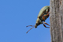 Weevil (Phyllobius glaucus) preparing to take off from an old post, Wiltshire meadow, UK, April.