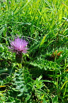 Stemless thistle (Cirsium acaule) flowering on south facing slope of a chalk grassland meadow, Wiltshire, UK, August.