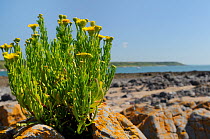 Golden samphire (Inula crithmoides) clump flowering on limestone rock outcrop just above the high tide line, Port Eynon, Gower Peninsula, Wales, UK, July.