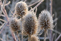 Common teasel (Dipsacus fullonum) seedheads covered with hoar frost, Wiltshire, UK, January.