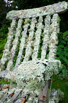 Garden chair well covered with extensive growths of lichen, including filamentous forms (Usnea sp.), (Evernia prunastri) and Foliose (Flavoparmelia caperata), Cornwall, UK, August.