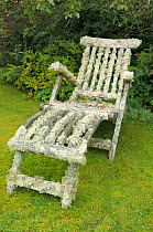 Garden chair well covered with extensive growths of lichens including Oakmoss (Evernia prunastri) filmanetous forms (Usnea esperantiana and other Usnea spp) and a foliose lichen (Flavoparmelia caperat...