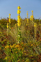 Aaron's rod (Verbascum thapsus) flowering in profusion on a stable coastal sand dune among grases, Bracken and other plants, Gower Peninsula, Wales, UK, July.