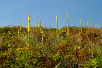 Aaron's rod (Verbascum thapsus) flowering in profusion on a stable coastal sand dune among grases, Bracken and other plants, Gower Peninsula, Wales, UK, July.