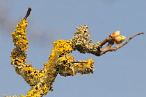 Common orange lichen (Xanthoria parietina) with many cup-shaped apothecia fruiting bodies, growing on Hawthorn branch (Crataegus monogyna) in early spring, Wiltshire, UK, March.
