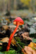 Scarlet hood fungus/ waxcap (Hygrocybe coccinea) in deciduous woodland, Somerset, UK, November.