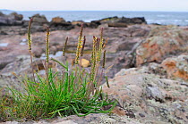 Sea plantains (Plantago maritima) flowering just above high water mark on a rocky coastal headland, Fife, UK, July.