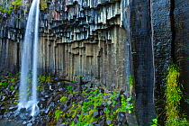 Svartifoss Waterfall and basalt columns, Skaftafell National Park. Iceland, July 2009.