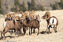Bighorn Sheep (Ovis canadensis) group of males following a female. Whiskey Mountain, Bighorn Sheep Range in Dubois, Wyoming, November.