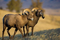 Rocky Mountain Bighorn Sheep (Ovis canadensis) males, horning each other in dominance display. Whiskey Mountain Sheep ranger, Wind River Mts near Dubois, Wyoming.