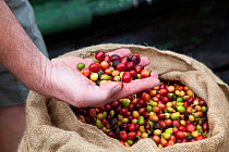 Coffee (Coffea arabica) crop. Hawaii, March 2012.