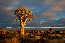 Quiver Tree (Aloe dichotoma) near Garas Quiver Tree Forest. Near Keetmashoop, Namibia.