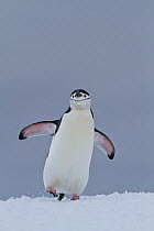 Chinstrap Penguin (Pygoscelis antarctica) portrait. Hydruga Rocks, Antarctica, November.