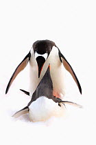 Gentoo Penguin (Pygoscelis papua) mating. Cuverville Island, Antarctica.