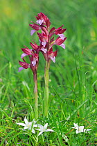 Pink butterfly orchid (Anacamptis papilionacea) North east of San Nicandro Garganico, Gargano, Italy, April