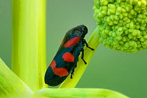 Black and red froghopper (Cercopis vulnerata) East of Monte St Angelo, Gargano, Italy, April