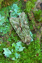 Brindled green (Dryobotodes eremita) Argory, Derrycaw, County Armagh, Northern Ireland, UK. September