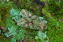 Brindled green (Dryobotodes eremita) Argory, Derrycaw, County Armagh, Northern Ireland, UK. September