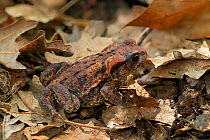 Common toad (Bufo bufo) among leaf litter, North of Monte St Angelo, Gargano, Italy, April