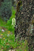 Roman orchid (Dactylorhiza romana) in woodland, north of Monte St Angelo, Gargano, Italy, April