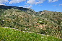 Rocky mountain field in hills north of Mattinata, Gargano, Italy, April 2012