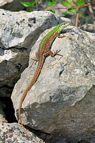 Italian wall lizard (Podarcis siculus) north of San Nicandro Garganico, Gargano, Italy, April