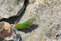 Italian wall lizard (Podarcis siculus) north of San Nicandro Garganico, Gargano, Italy