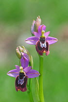Bee orchid (Ophrys bertoloniiformis) flowers, west of Monte San't Angelo, Gargano, Italy, April