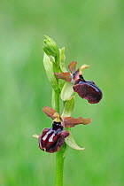 Bee orchid (Ophrys garganica) Rugiano, Monte St Angelo, Gargano, Italy, April