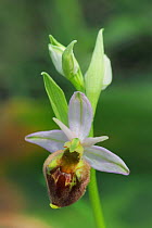 Bee orchid (Ophrys parvimaculata) flower, north east of San Nicandro Garganico, Gargano, Italy.