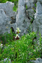 Bee orchid (Ophrys parvimaculata) flower, north east of San Nicandro Garganico, Gargano, Italy.