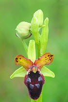 Bee orchid (Ophrys promontorii) flower, north of Mattinata, Gargano, Italy, April