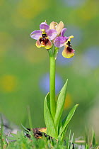 Sawfly Orchid (Ophrys tenthredinifera) Rugiano, Monte St Angelo, Gargano, Italy, April.