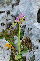 Orchid (Ophrys tenthredinifera) Rugiano, Monte St Angelo, Gargano, Italy, April.